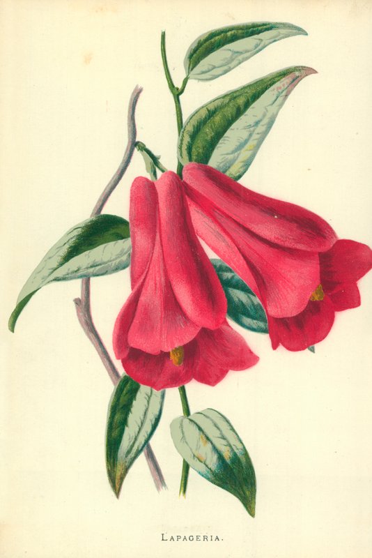 Lapageria od Frederick Edward Hulme
