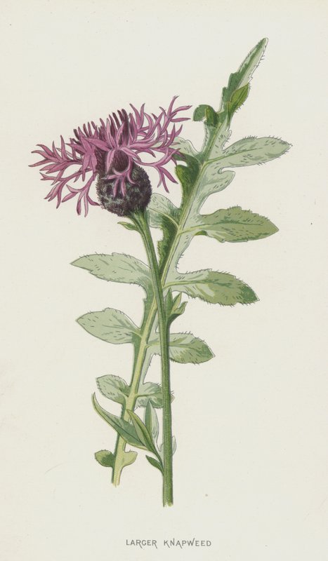 Knapweed (chromolitho) od Frederick Edward Hulme