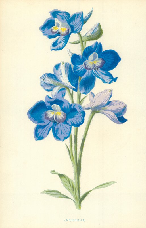 Stračka polní od Frederick Edward Hulme