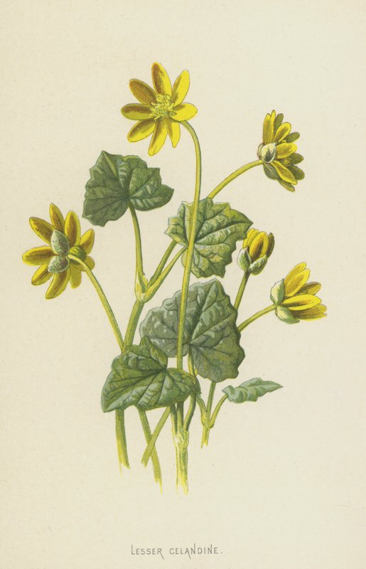 Vlaštovičník menší (chromolitho) od Frederick Edward Hulme