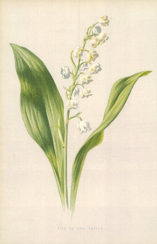 Konvalinka od Frederick Edward Hulme