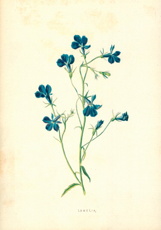 Lobelie od Frederick Edward Hulme