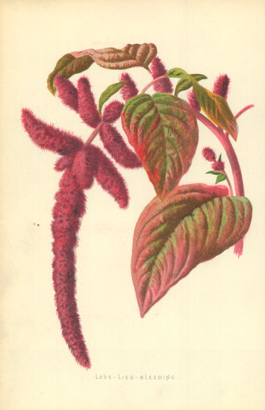 Láska-lži-krvácení od Frederick Edward Hulme