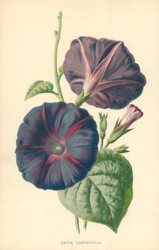 Major Convolvulus od Frederick Edward Hulme