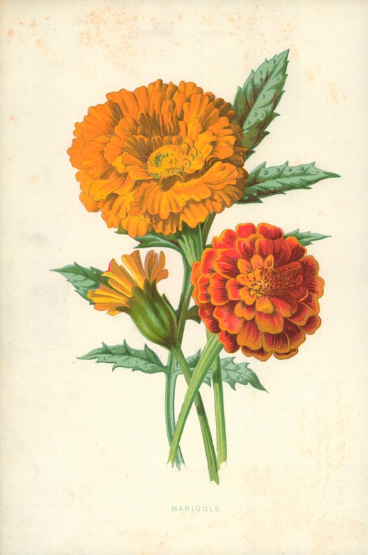 Měsíček od Frederick Edward Hulme