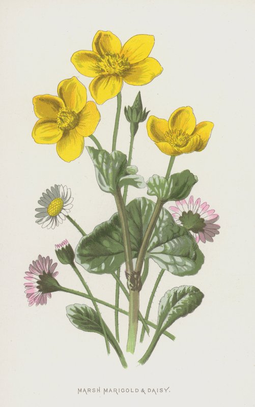 Marsh Marigold a Daisy (chromolitho) od Frederick Edward Hulme