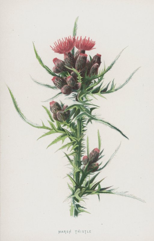 Marsh Thistle (chromolitho) od Frederick Edward Hulme