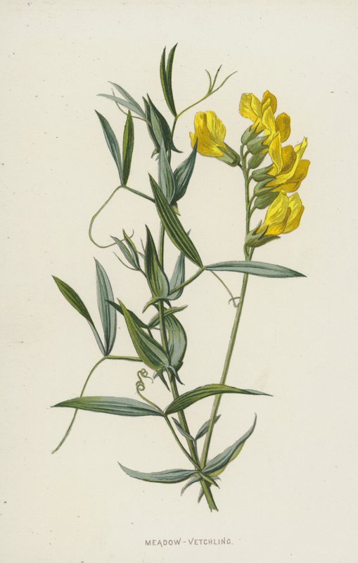 Vetchling luční (chromolitho) od Frederick Edward Hulme