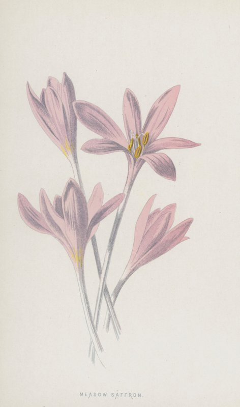 Meadow Saffron (chromolitho) od Frederick Edward Hulme