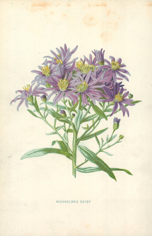 Michaelmas Daisy od Frederick Edward Hulme