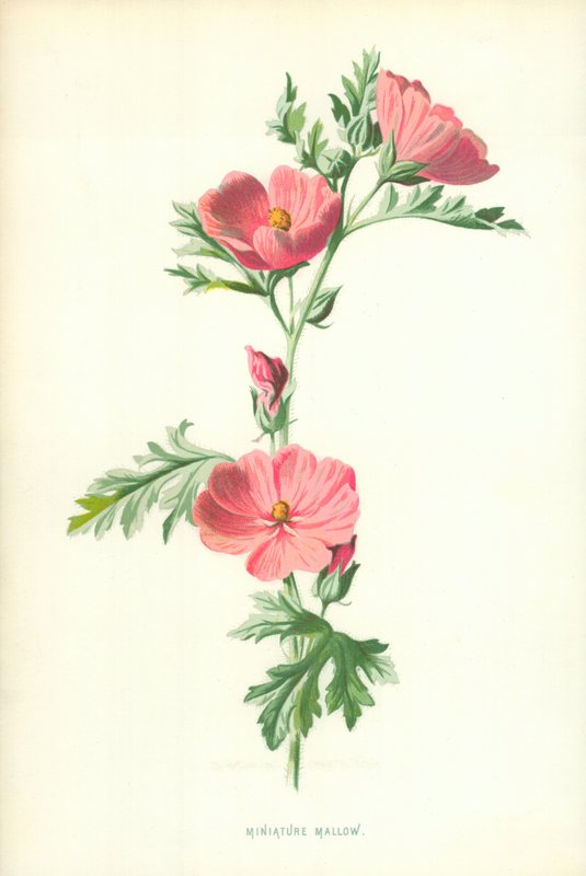 Miniaturní sléz od Frederick Edward Hulme
