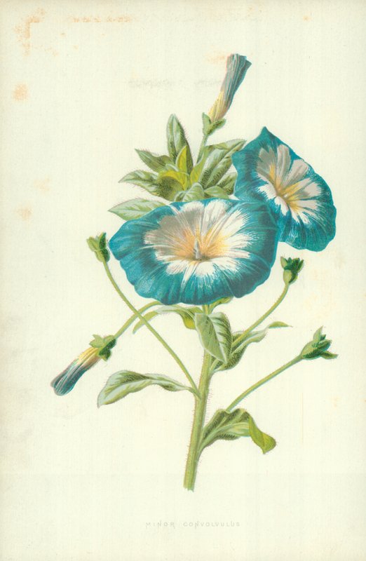 Minor Convolvulus od Frederick Edward Hulme