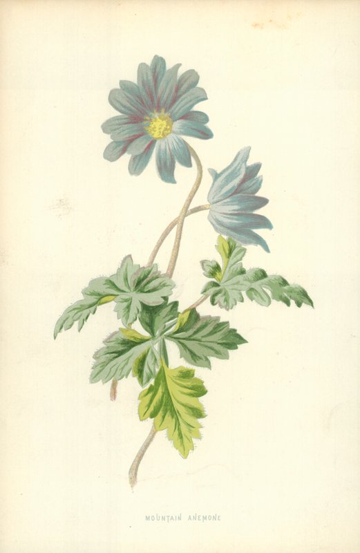Sasanka horská od Frederick Edward Hulme