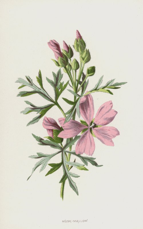 Pižmo-sléz (chromolitho) od Frederick Edward Hulme