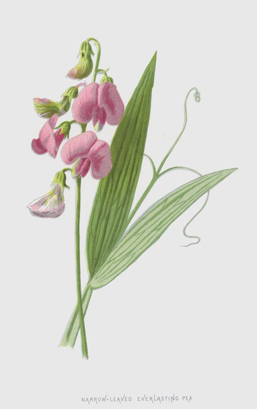 Úzkolistý věčný hrášek (chromolitho) od Frederick Edward Hulme