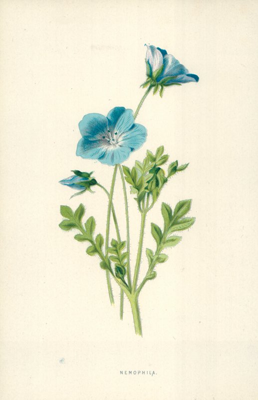 Nemophila od Frederick Edward Hulme