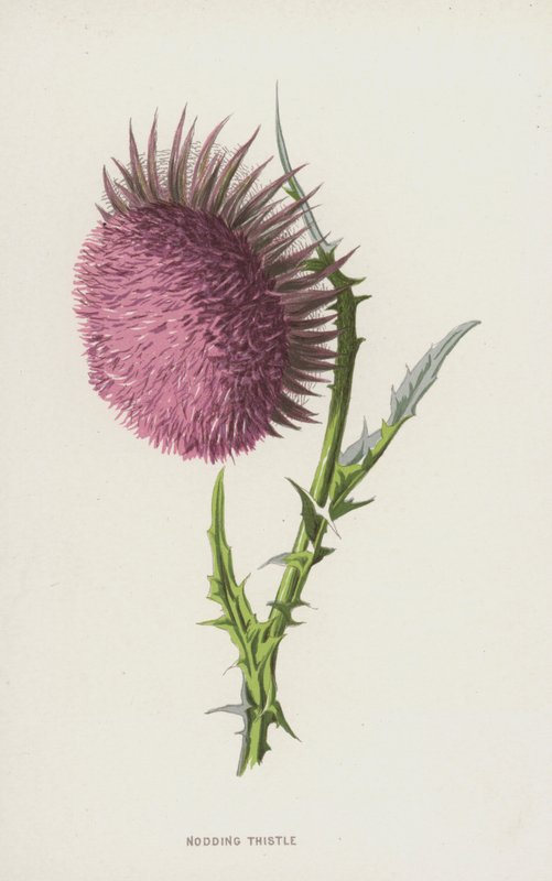 Bodlák přikyvující (chromolitho) od Frederick Edward Hulme