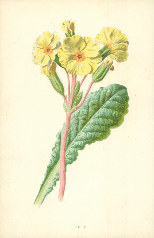Oxlip od Frederick Edward Hulme