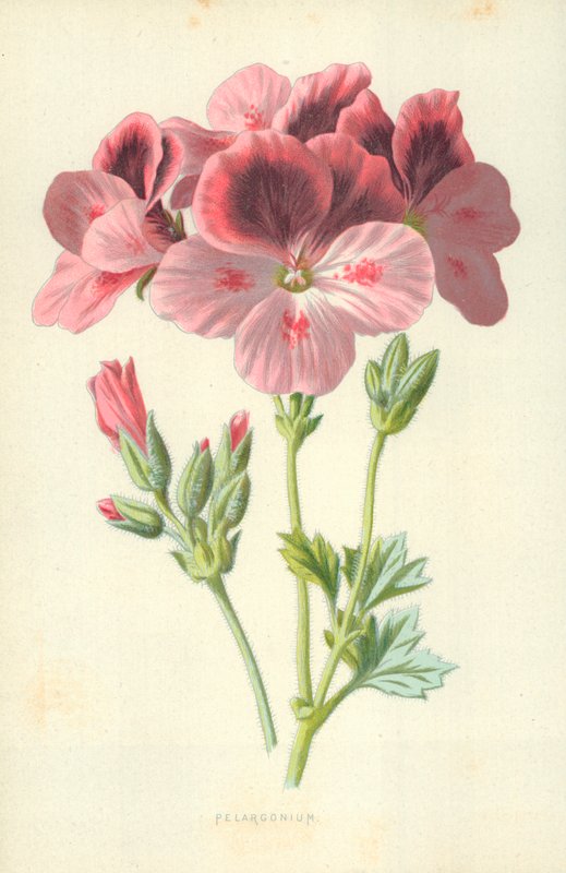 Pelargonium od Frederick Edward Hulme