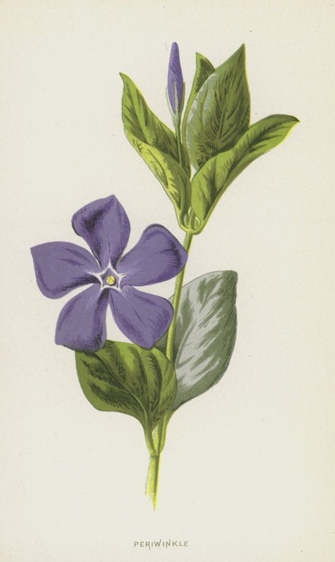 Barvínek (chromolitho) od Frederick Edward Hulme
