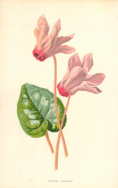 Perský Cyclamen od Frederick Edward Hulme