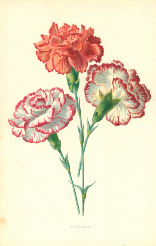 Picotees od Frederick Edward Hulme