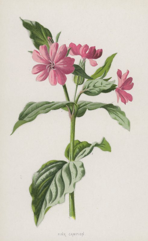 Pink Campion (chromolitho) od Frederick Edward Hulme