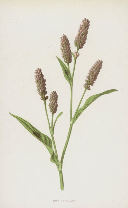 Pink Persicaria (chromolitho) od Frederick Edward Hulme