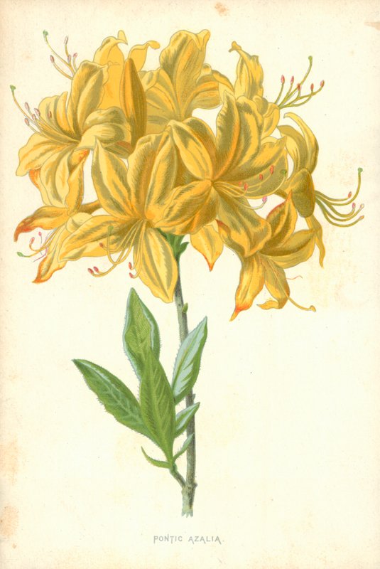 Pontská Azalia od Frederick Edward Hulme