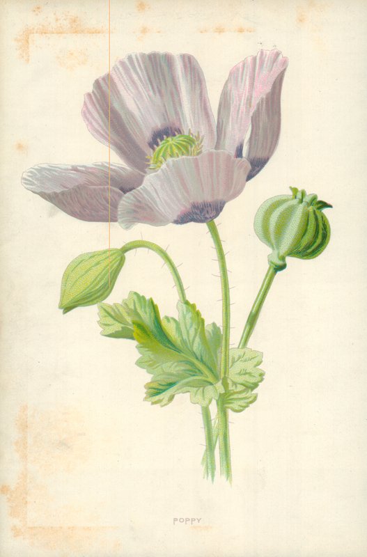 Mák od Frederick Edward Hulme