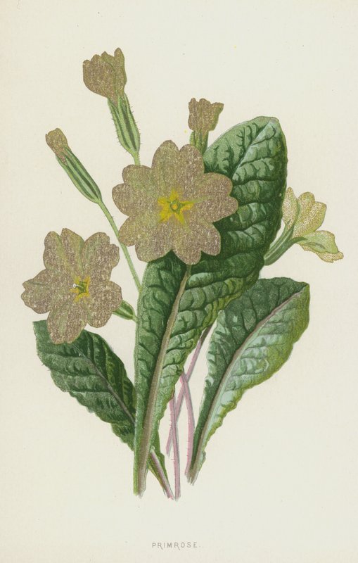 prvosenka (chromolitho) od Frederick Edward Hulme