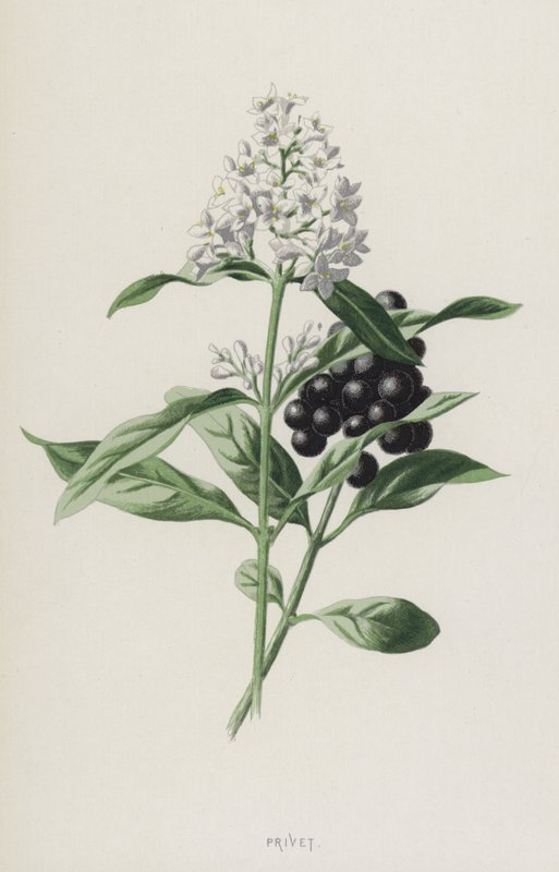 Privet (chromolit) od Frederick Edward Hulme