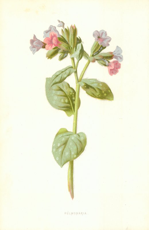Pulmonaria od Frederick Edward Hulme