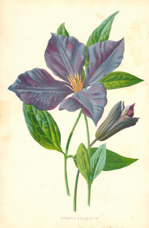 Clematis fialový od Frederick Edward Hulme