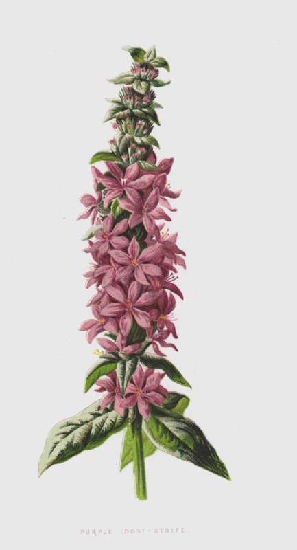 Purple Loose-Strife (chromolitho) od Frederick Edward Hulme