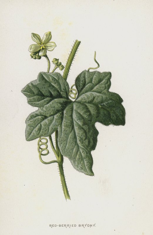 Bryony červenoplodé (chromolitho) od Frederick Edward Hulme