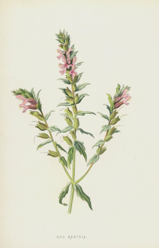 Červená Bartsia (chromolitho) od Frederick Edward Hulme