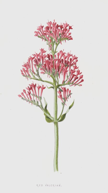 Valerian červený (chromolitho) od Frederick Edward Hulme