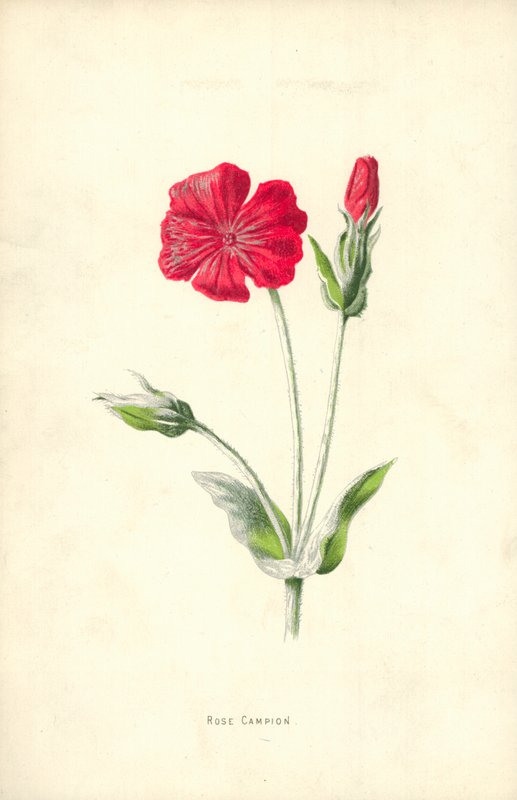 Rose Campion od Frederick Edward Hulme