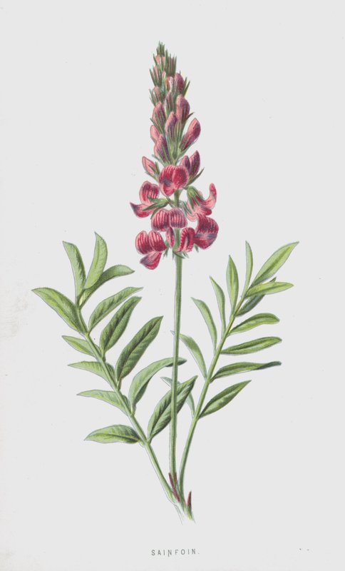 vičák (chromolitho) od Frederick Edward Hulme