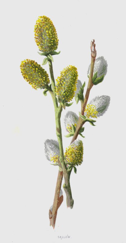 Sallow (chromolit) od Frederick Edward Hulme