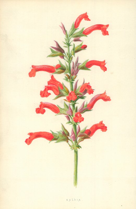 Salvia od Frederick Edward Hulme