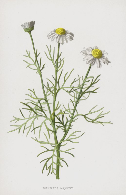 Májovka bez vůně (chromolitho) od Frederick Edward Hulme