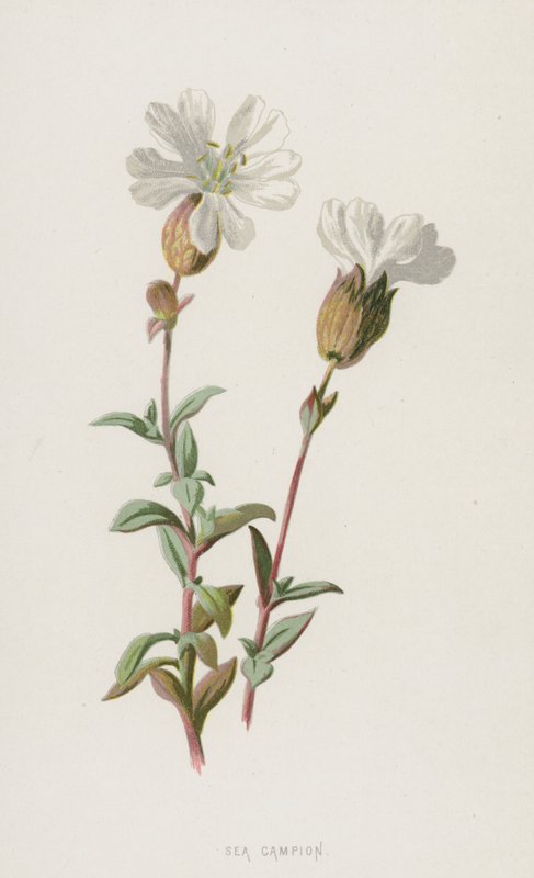Sea Campion (chromolitho) od Frederick Edward Hulme