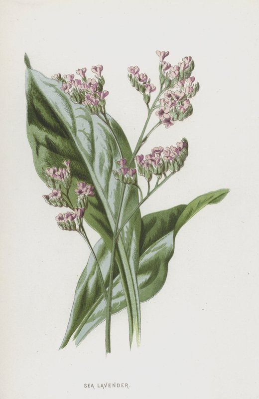 Mořská levandule (chromolitho) od Frederick Edward Hulme