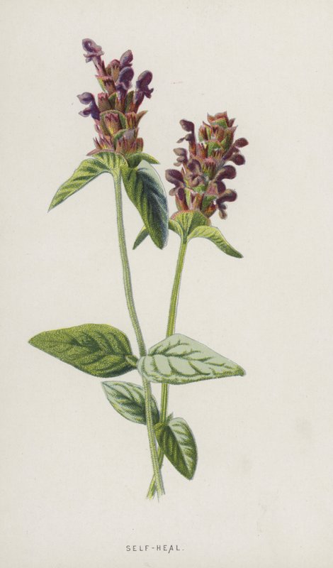 Self-Heal (chromolitho) od Frederick Edward Hulme