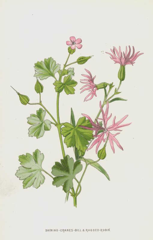Shining-Cranes-Bill a Ragged-Robin (chromolitho) od Frederick Edward Hulme