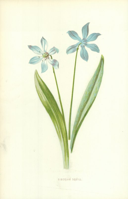 Squill sibiřská od Frederick Edward Hulme