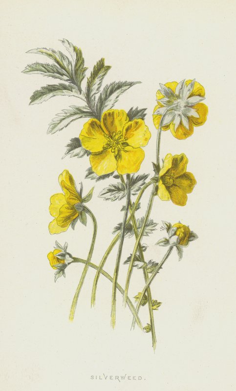 Silverweed (chromolitho) od Frederick Edward Hulme