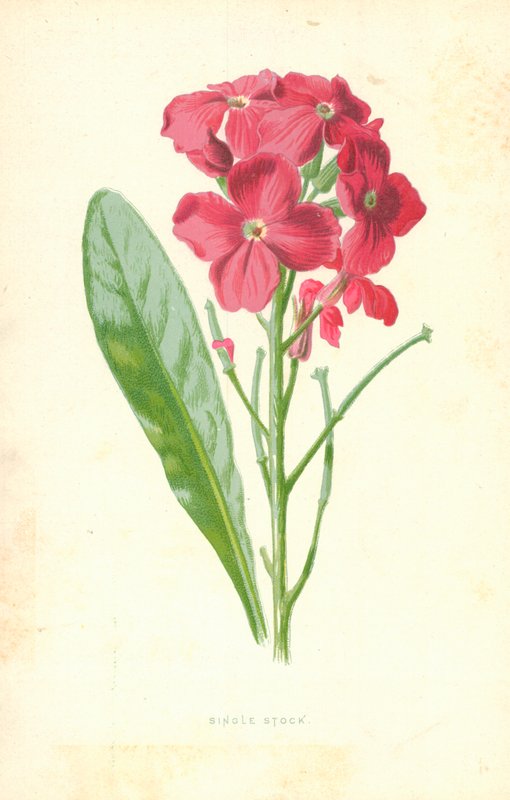 Single Stock od Frederick Edward Hulme